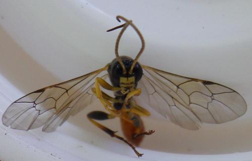 Réf. 257 864 : Tryphon sp.